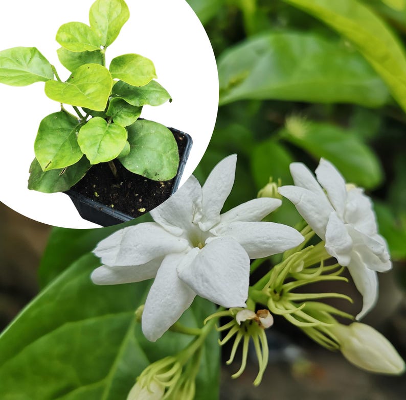 Organic Arabian Jasmine Plant in 2.5-inch Pot - Jasminum sambac by Smoke Camp Crafts