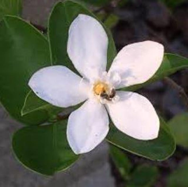 Asian Snow Bush Plant in Half Gallon Pot - Always Flowering Breynia disticha for Containers and Gardens