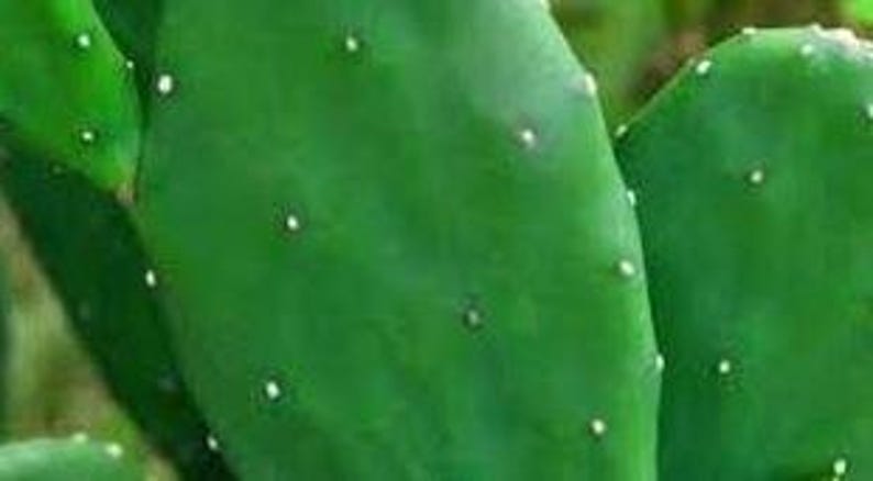 Organic Thornless Prickly Pear Plant in 4 Inch Pot - Edible Cactus Opuntia Ficus-Indica for Gardens