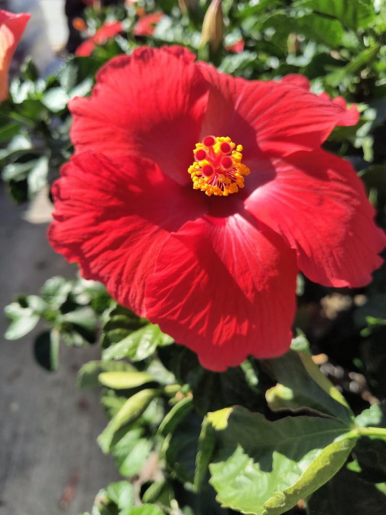 Red Hibiscus Plant in Half Gallon Pot - Hibiscus rosa-sinensis with Vibrant Red Flowers, Compact Bush, Tropical Garden or Patio Plant
