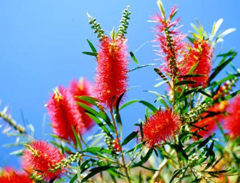 Bottlebrush Tree Half Gallon Pot Melaleuca Citrina Pendula Small to Medium Size Evergreen Shrub