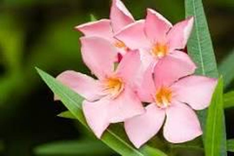 Nerium Oleander Live Plant in 6" Pot – Salmon Pink Flowers, Evergreen Shrub, Full Sun, Vigorous Garden Plant