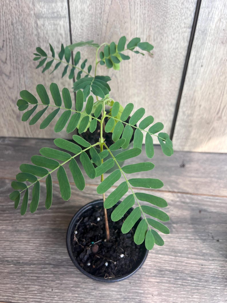 Tamarind Tree in 4" Pot - Tamarindus indica, Sweet & Tart Culinary Fruit