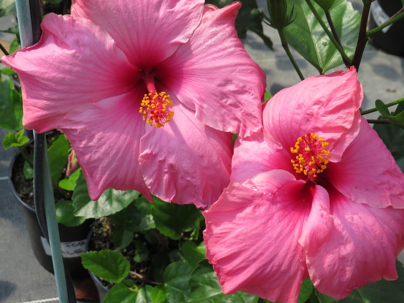 Hibiscus Plant 3-Gallon Pink 'Agnes Gault' Live Tropical Hibiscus (Hibiscus rosa-sinensis)