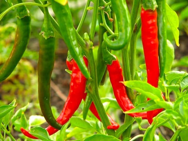 Thai Dragon Pepper Live Plant in 3" Pot, Capsicum annuum, Fiery Small Peppers, Indoor & Outdoor Garden