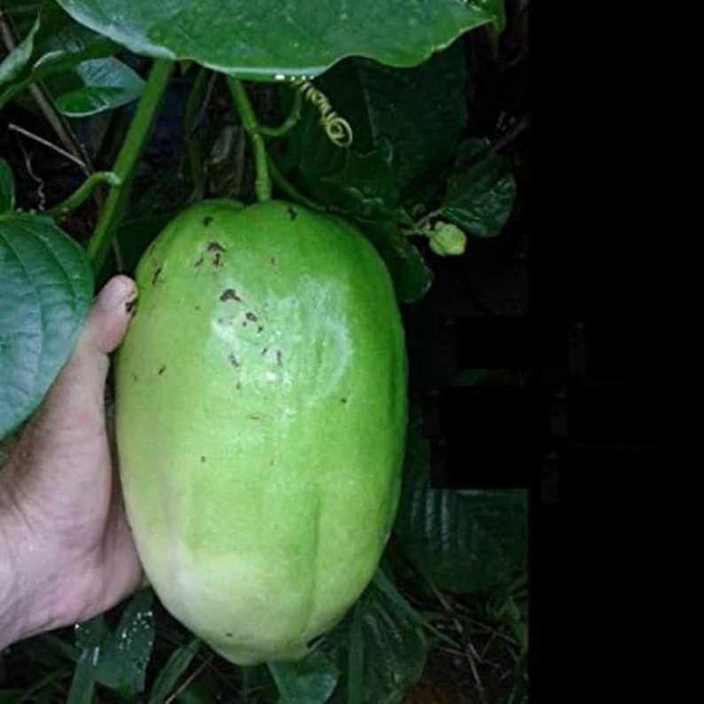 Giant Passion Fruit Plant Ruby Glow - 3 Gal Pot - Passiflora phoenicea 'Ruby Glow'