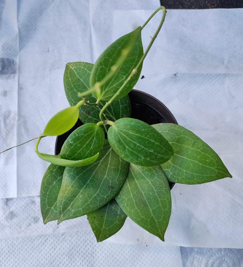 Hoya Fitchii Live Plant in 3" Pot with Free Rooted Cutting - Indoor Trailing Vine