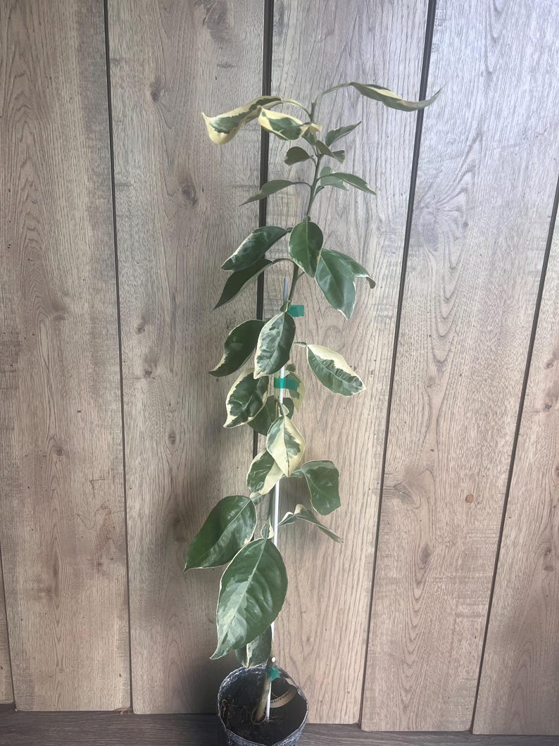 Variegated Minneola Tangelo Tree in 1/2 Gallon Pot | Citrus reticulata × Citrus paradisi | Florida Shipping