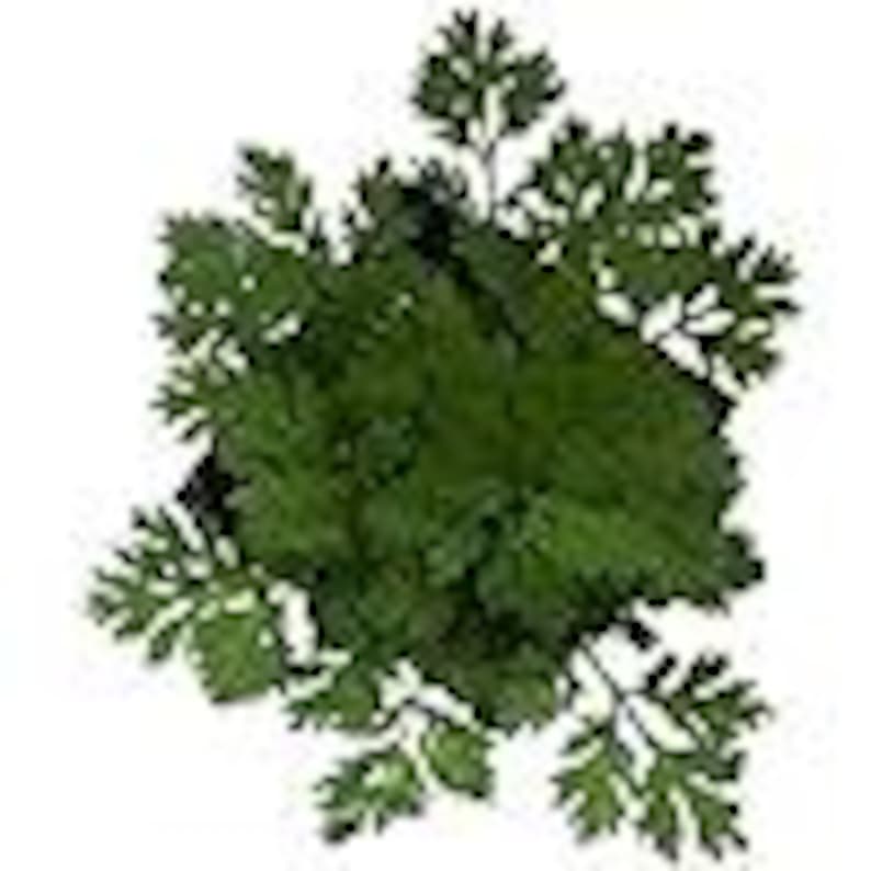 Organic Feverfew Plant in 2.5 Inch Pot - Tanacetum parthenium - Heirloom Herb for Gardens
