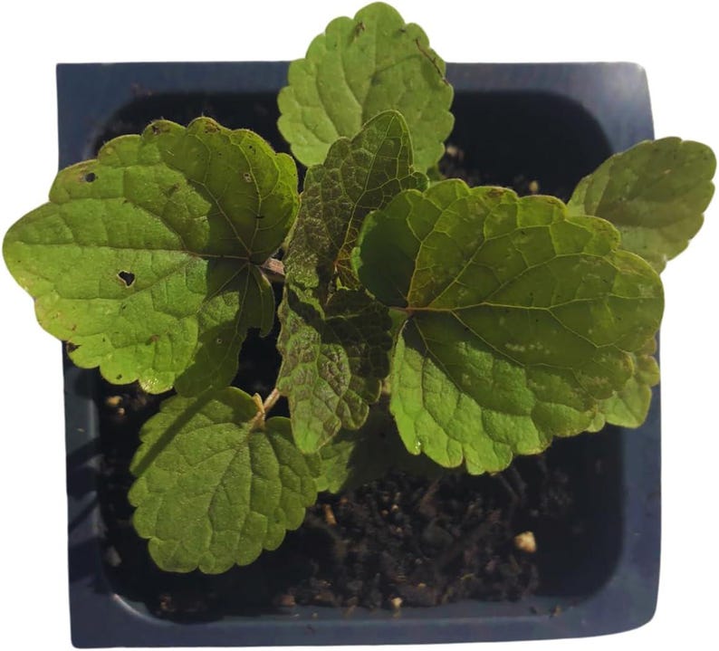 Organic Anise Hyssop Plant 2.5-inch Pot - Edible Lavender Mint Tea Herb Agastache foeniculum