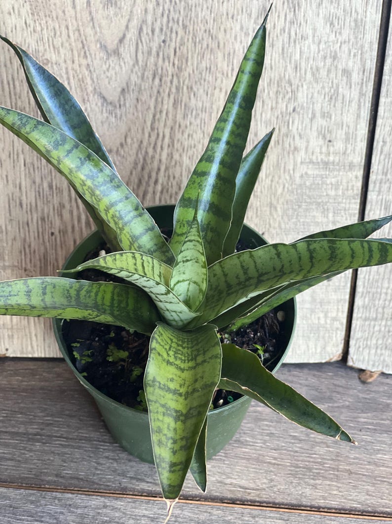 Sansevieria Gabriella Hybrid Plant in 4" Pot | Compact Indoor Snake Plant