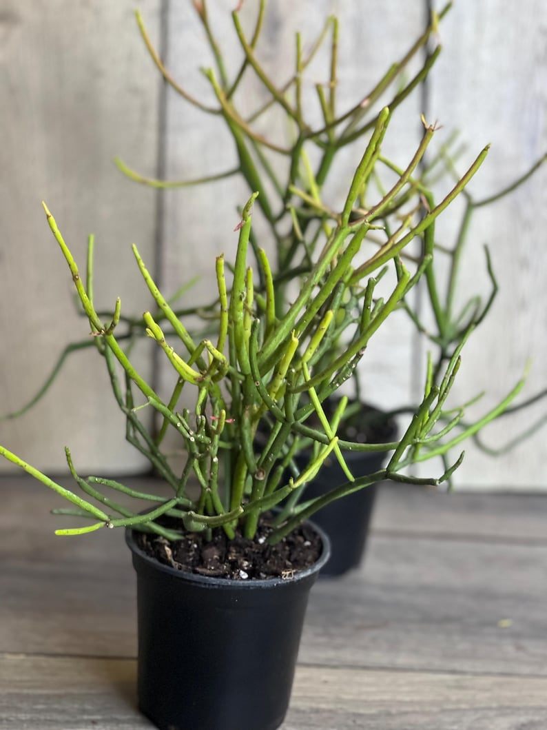 Pencil Cactus Plant in 4" Pot - Euphorbia tirucalli - Indoor Succulent, Low Maintenance