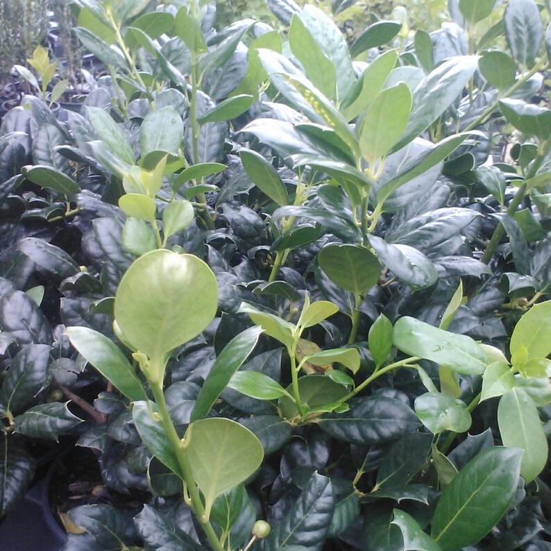 Nellie R. Stevens Holly Trees - 5 Pack, 6-8" in 3" Pots, Ilex x 'Nellie R. Stevens' for Hedges & Privacy Screens Zones 6-9
