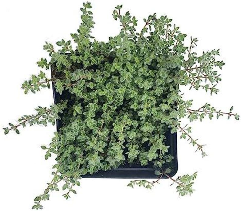Organic Woolly Thyme Plant in 2.5-Inch Pot | Thymus pseudolanuginosus Live Herb