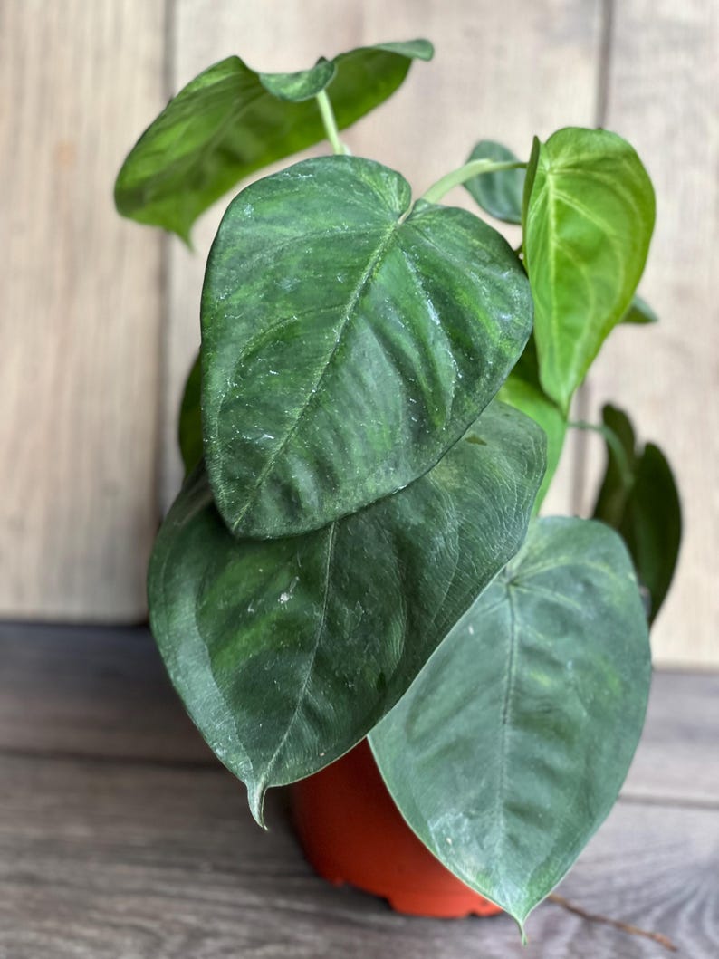 Syngonium Ice Frost Plant in 6" Pot | Syngonium macrophyllum ‘Ice Frost’ | Variegated Tropical Indoor Houseplant