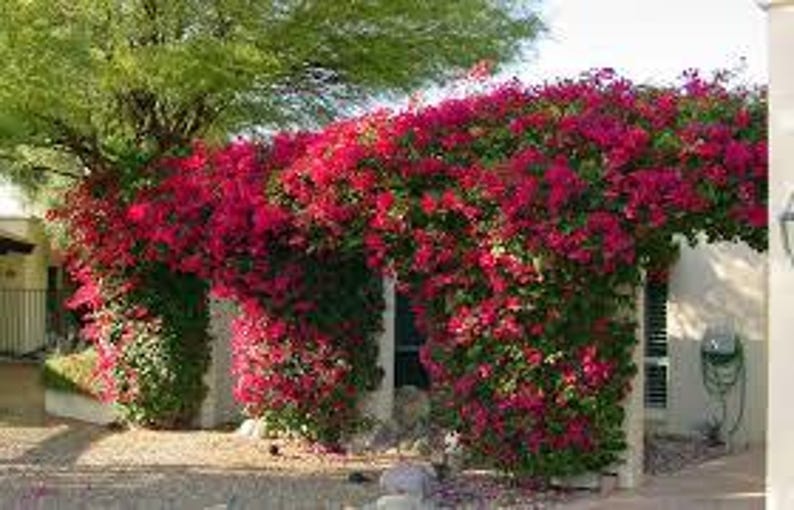 Bougainvillea Plant 3-Gallon Pot | Magenta Flowers | Evergreen Vine | Bougainvillea glabra