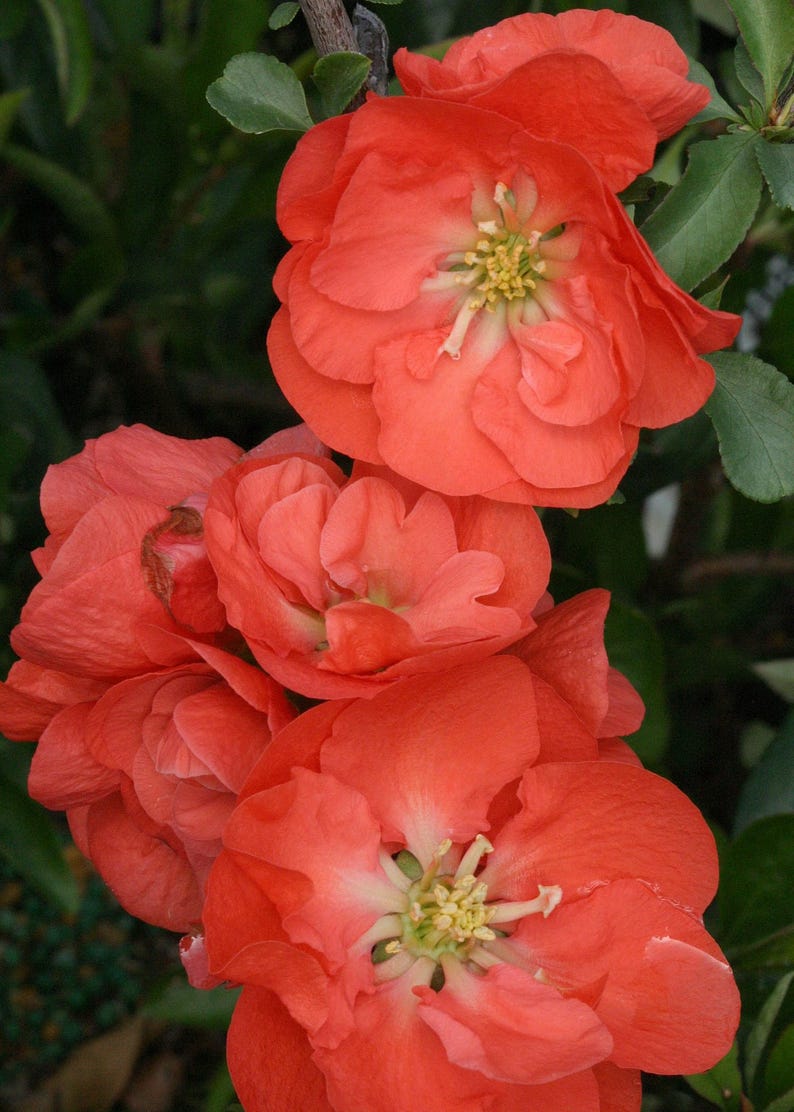 Double Take Orange Flowering Quince Plant – 3 Gallon Pot – Drought Tolerant, Bright Scarlet Flowers – Chaenomeles × superba