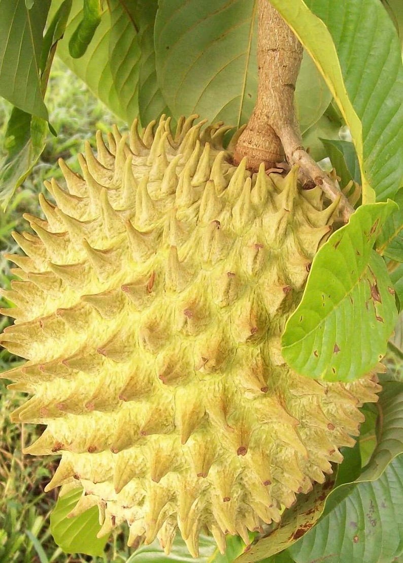 Rollinia Tree in 10" Pot - Exotic Biriba Fruit Tree for Tropical Gardens