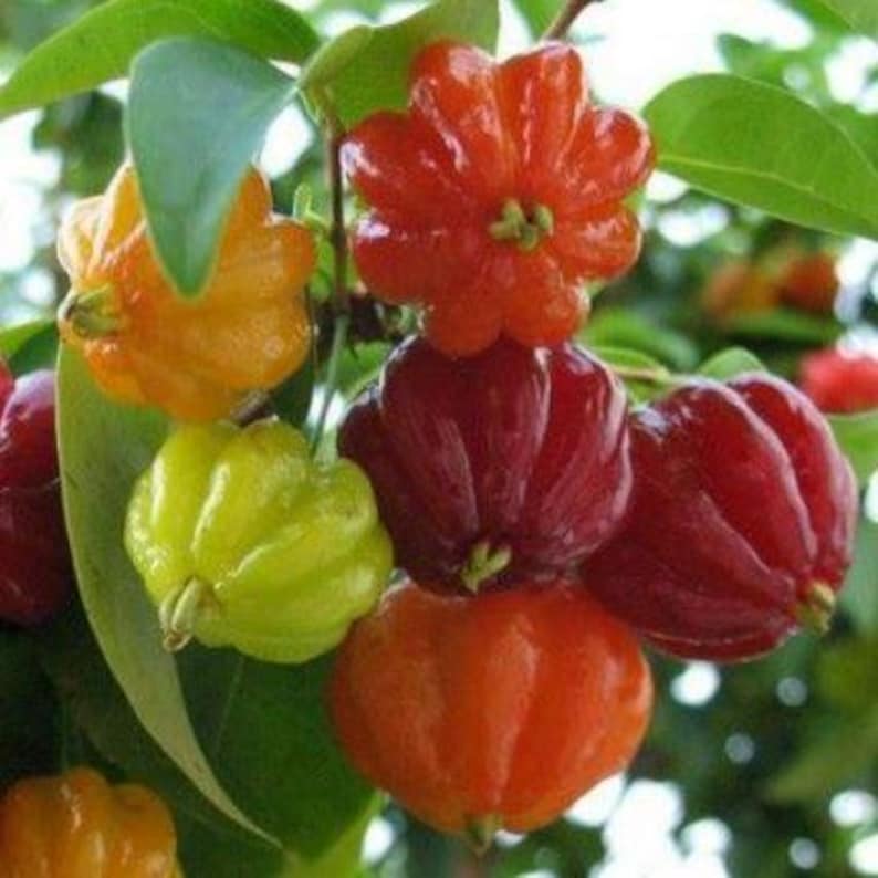 Surinam Cherry Plant - 8-10 Inch in Half Gallon Pot - Eugenia uniflora - Easy to Grow, High Yielding Fruit Tree for Containers