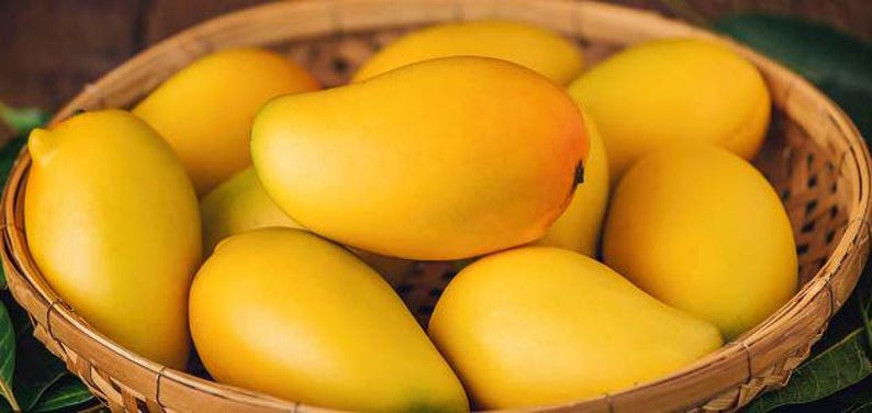 Kesar Mango Tree in 1 Gal Pot - Dwarf Mangifera indica for Patio Gardening, Compact Tropical Fruit Tree