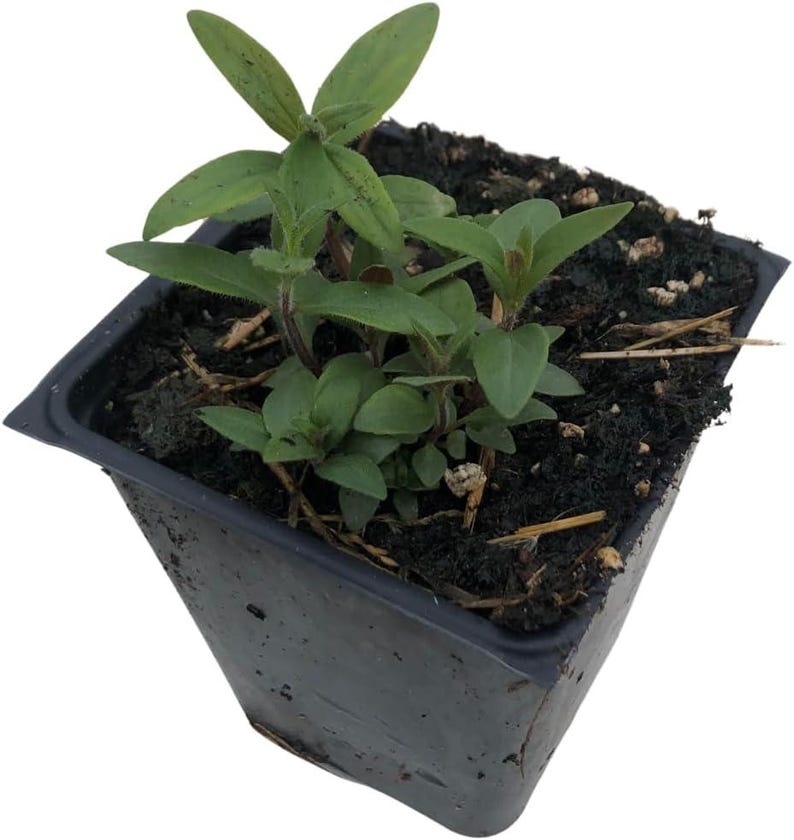 Organic Hoary Mountain Mint Plant - Pycnanthemum incanum in 2.5-Inch Pot, Pollinator Friendly, USDA Zones 4-8
