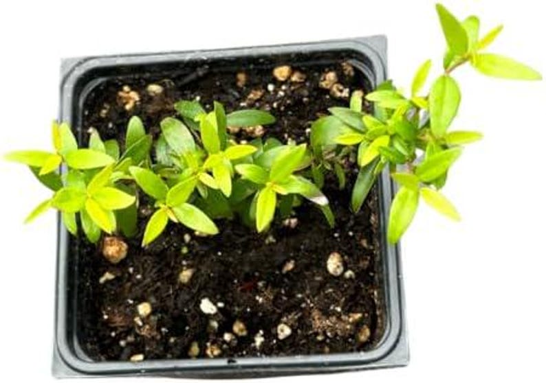 Organic Green Myrtle Plant in 2.5-Inch Pot | Myrtus communis | Deer Resistant & Drought Tolerant