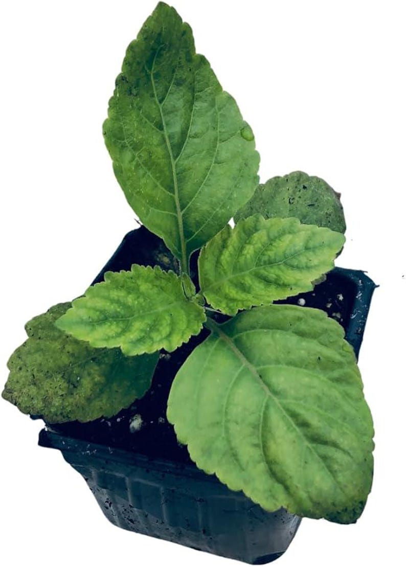 Organic Patchouli Plant in 2.5-Inch Pot - Pogostemon patchouli - Woman-Owned, West Virginia Grown