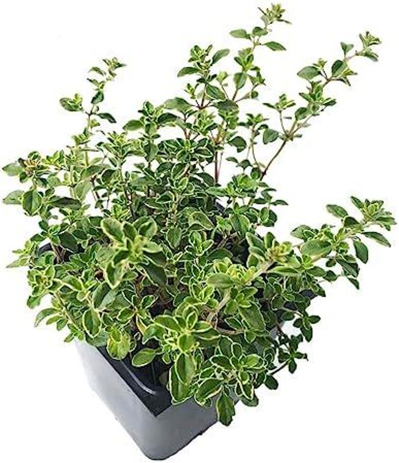 Organic Golden Variegated Lemon Thyme Plant - 2.5-inch Pot - Thymus x citriodorus v. 'Aureus'
