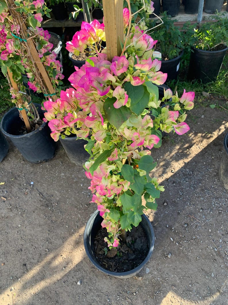 Pink and White Bougainvillea Plant in 3-Gallon Pot, Bougainvillea spectabilis, Vibrant Flowering Shrub for Gardens & Patios