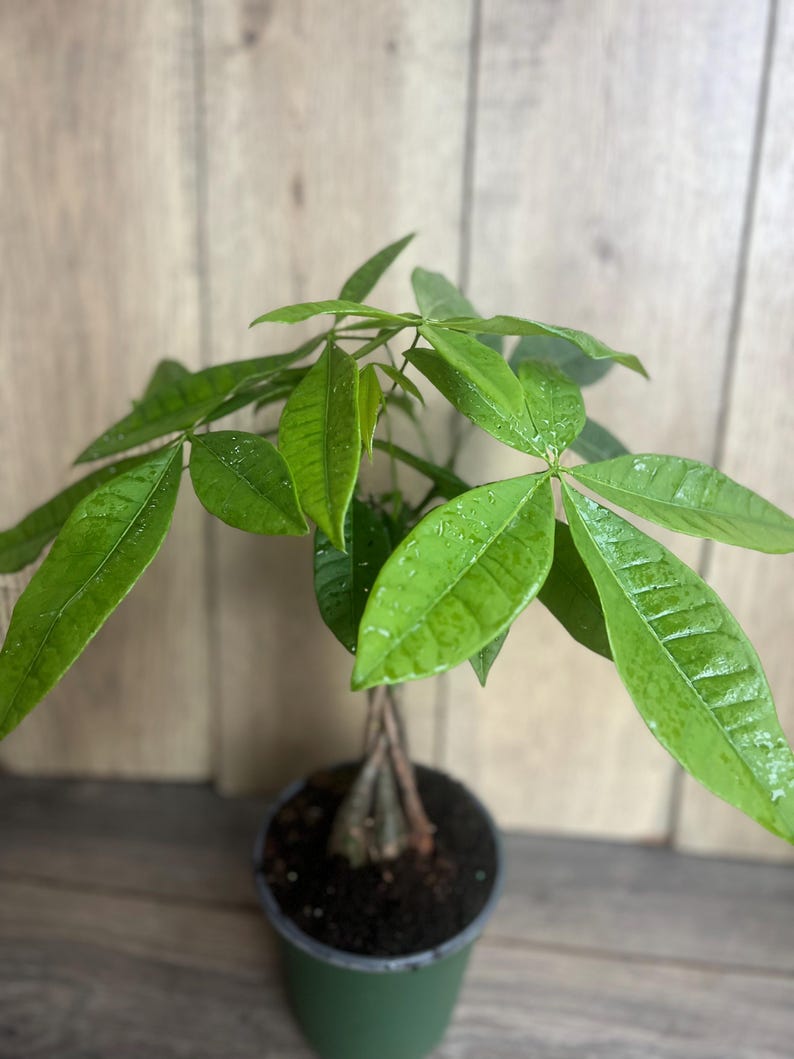Braided Money Tree Plant - 4" Pot - Pachira aquatica - Indoor Office Plant