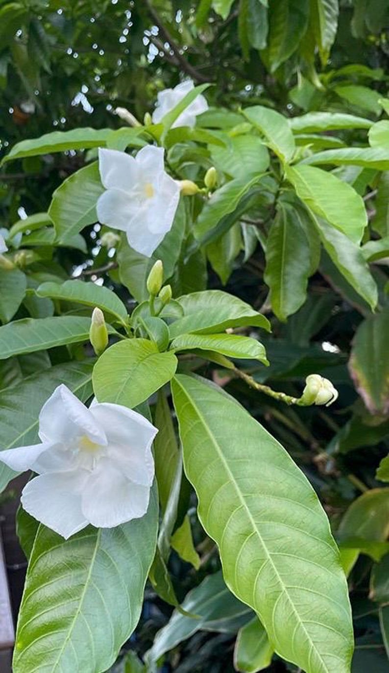 Milky Way Tree Stemmadenia litoralis in 6" Pot - Tropical Ornamental Plant with Fragrant White Flowers