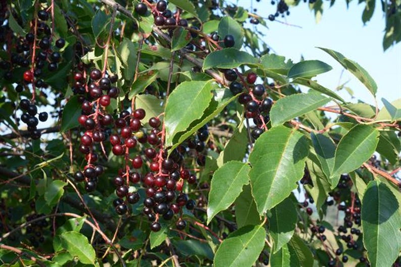 Capulin Cherry Tree - 6-Inch Pot, Mexico Cherry, Edible Fruit Plant, Prunus serotina var. capuli, 1 Foot Tall, Drought-Tolerant, Small Garden