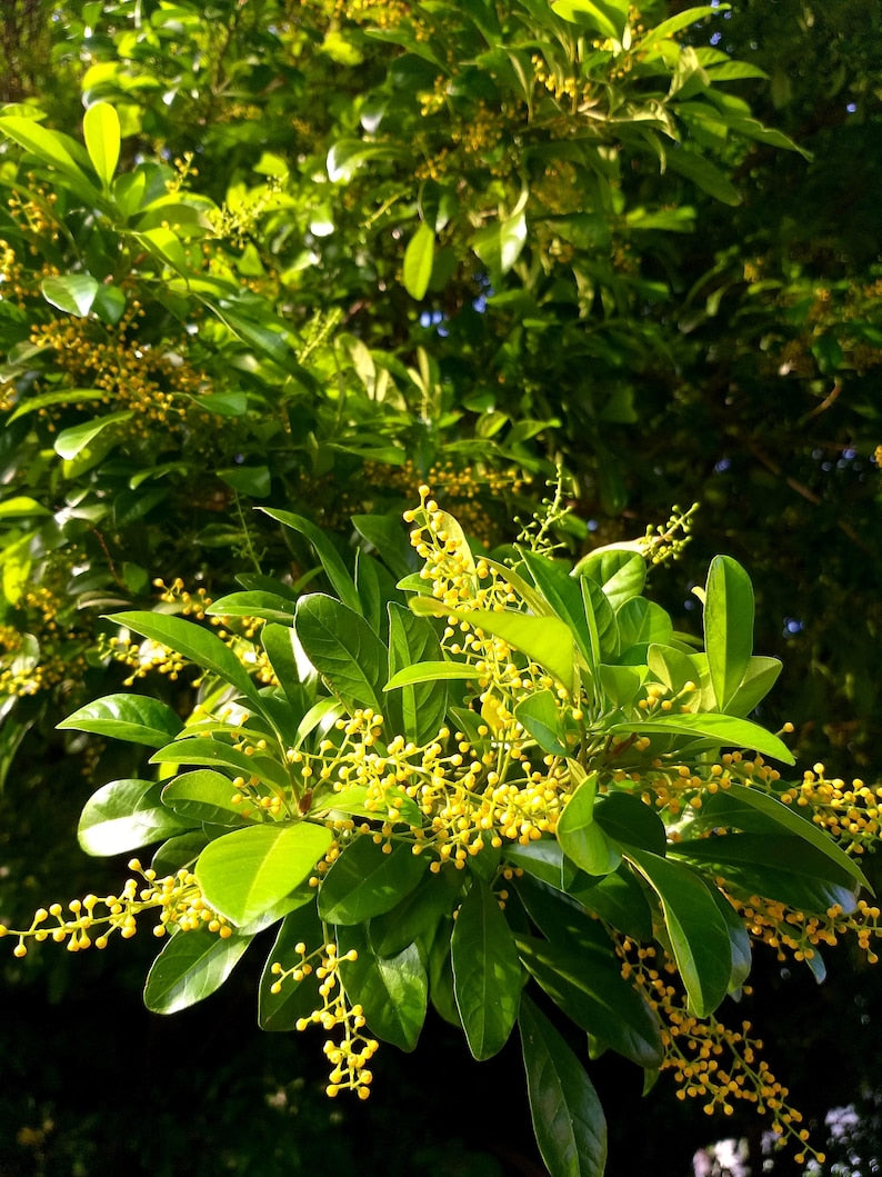Chinese Perfume Tree 10" Pot - Aglaia odorata, Fragrant Yellow Flowers, Evergreen