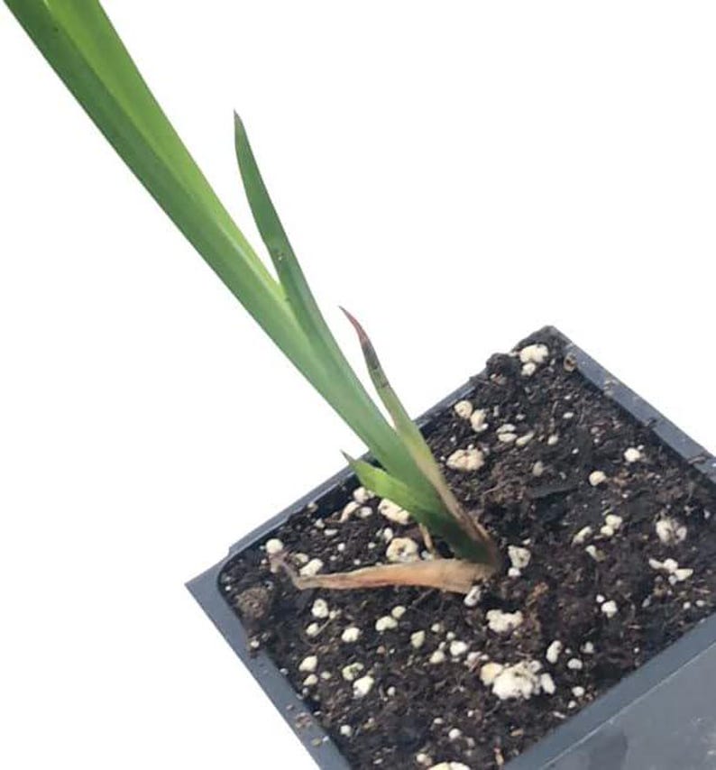 Organic Sweet Flag Plant in 2.5-Inch Pot | Acorus americanus | Native Wetland Plant for Pond Edges & Wet Habitats