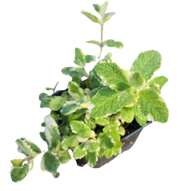 Organic Pineapple Mint Plant - Variegated Mentha suaveolens in 2.5-inch Pot