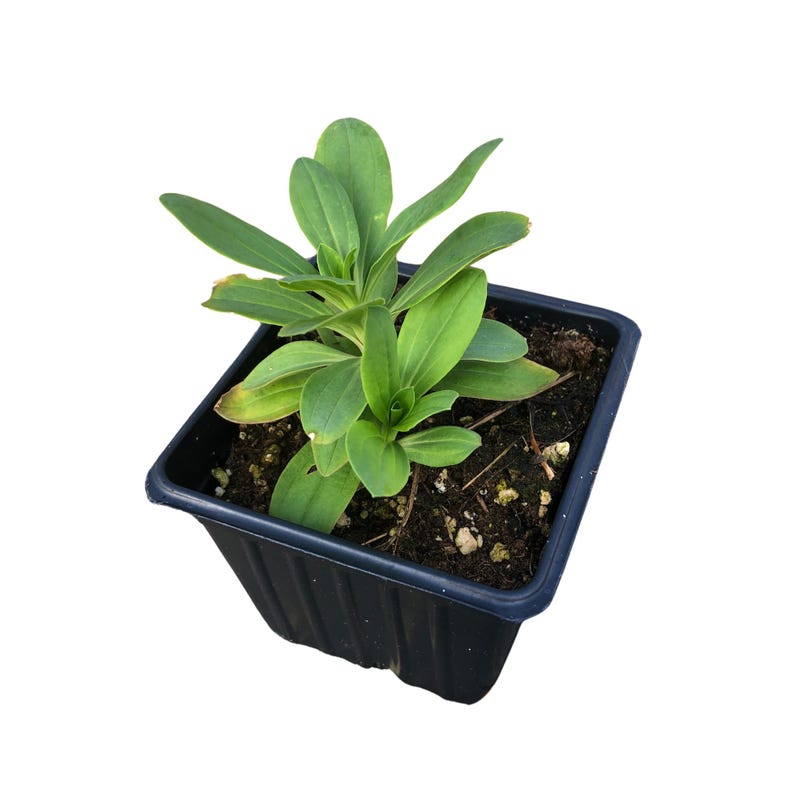 Soapwort Plant 2.5-Inch Pot - Organic Saponaria officinalis - Moist Shade Perennial