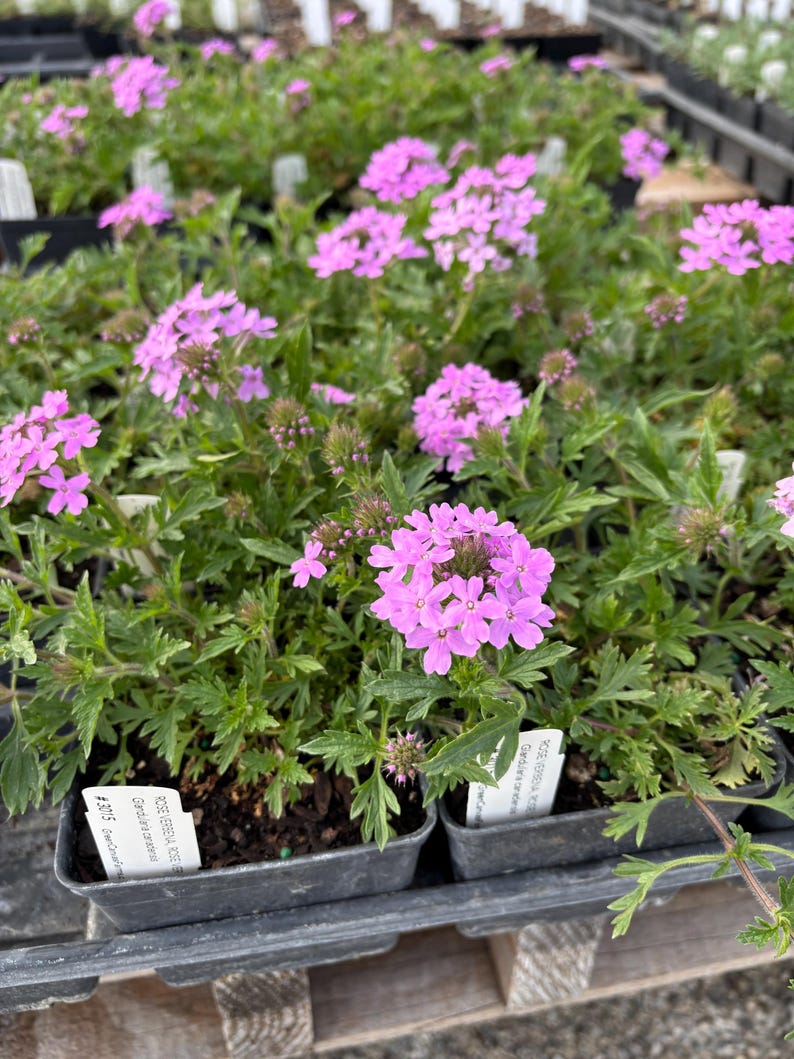 Rose Verbena Live Plant in 4" Pot - Glandularia canadensis, North American Native, Full Sun, Zones 5-9