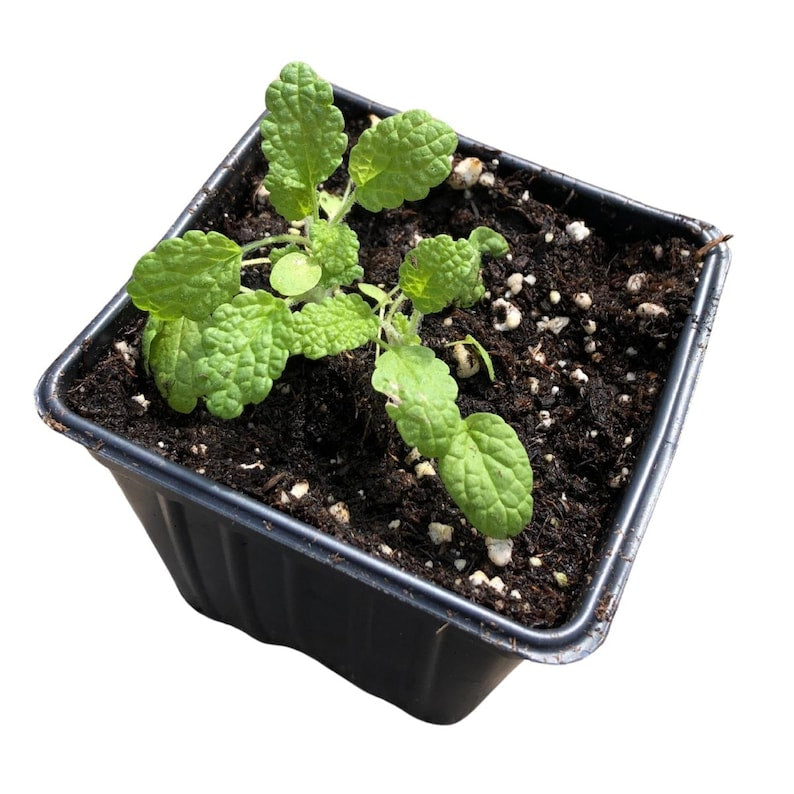 Organic White Horehound Plant - Marrubium vulgare in 2.5-inch Pot
