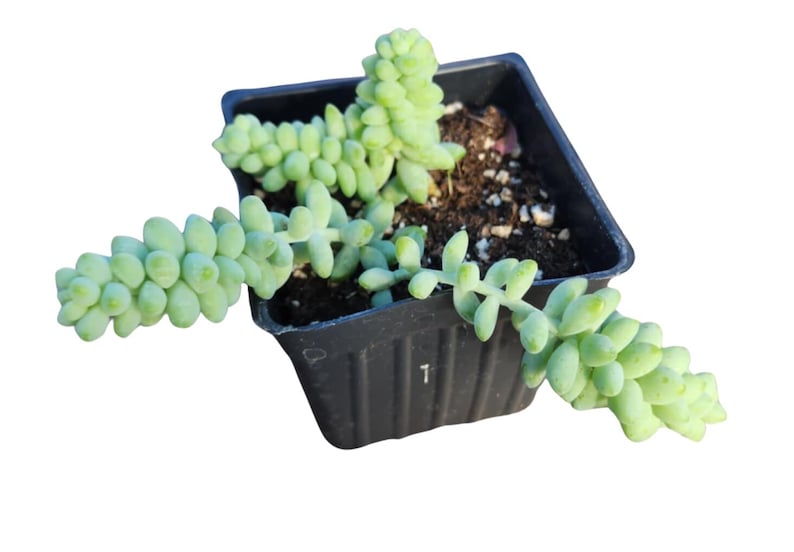 Burro's Tail Plant in 2.5-Inch Pot - Organic Sedum morganianum Succulent by Smoke Camp Crafts
