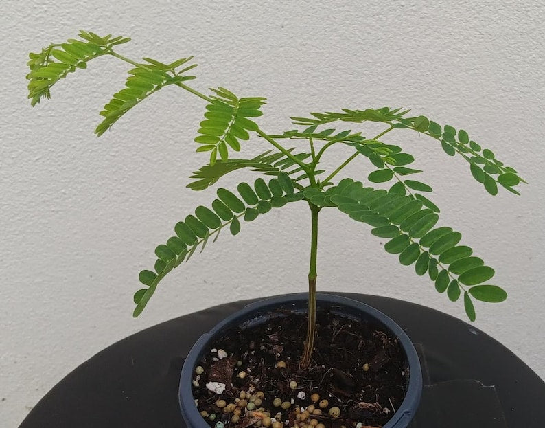 Red Royal Poinciana Tree 10" - Delonix regia Fast-Growing Flame Tree with Bright Red Flowers