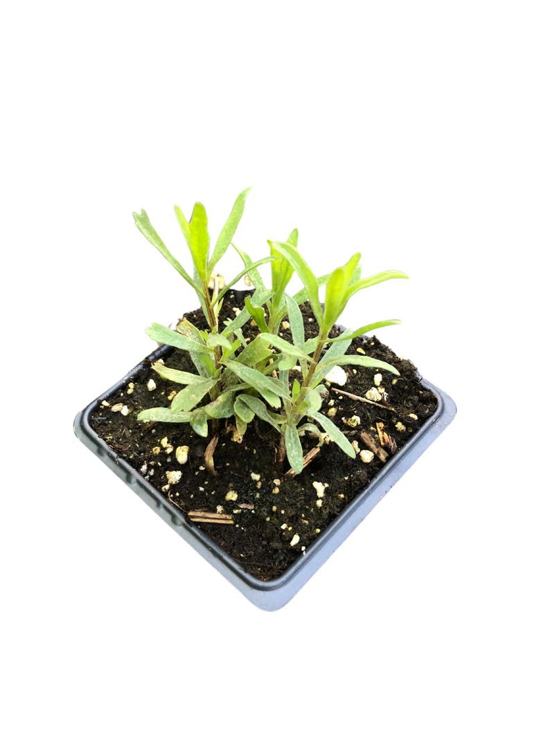 Organic Tarragon Plant in 2.5-Inch Pot - Artemisia dracunculus Culinary Herb