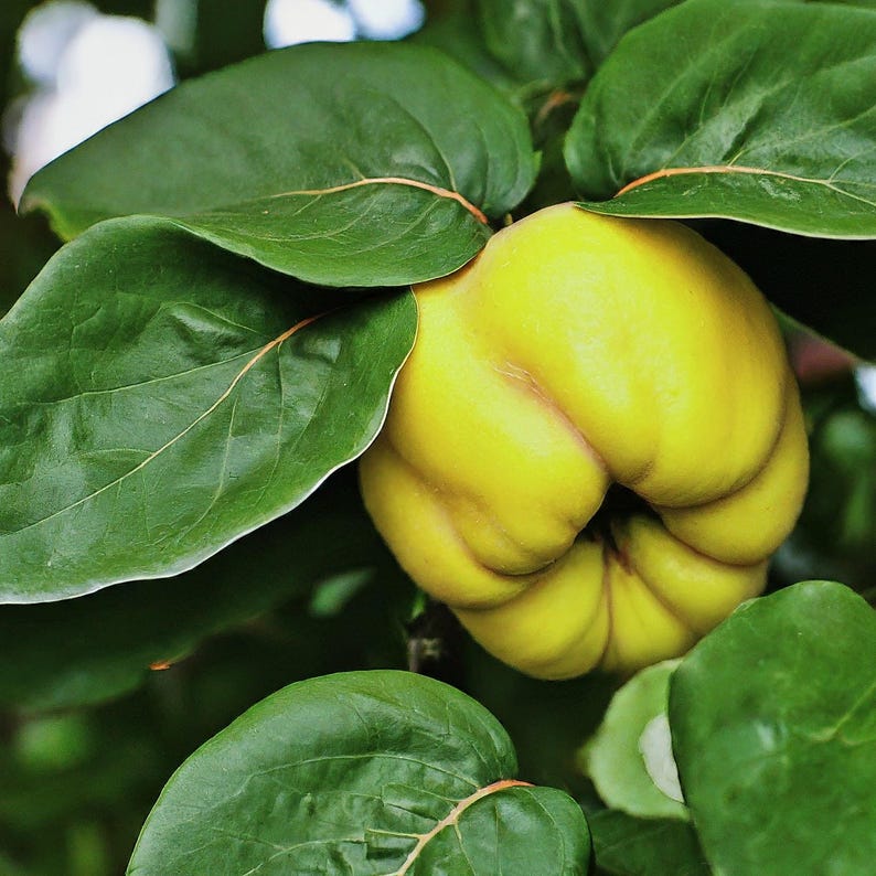 Provence Quince Live Plant - Edible Fruit Tree - Ornamental with Fragrant Blossoms - Cydonia oblonga