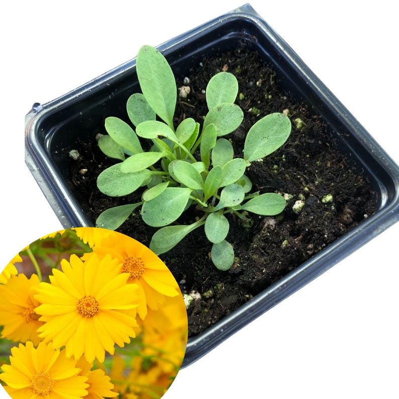 Lanceleaf Coreopsis Plant 2.5-inch Pot | Coreopsis lanceolata Native Perennial