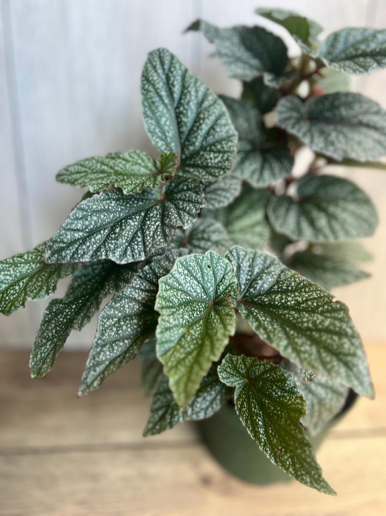 Begonia Snow Capped House Plant in 6" Pot – Elegant Silver-Edged Foliage for Indoor & Outdoor