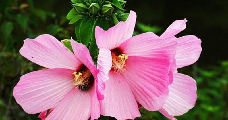 Swamp Rose Mallow Plant - Hibiscus moscheutos with Pink Flowers - Attracts Bees & Butterflies