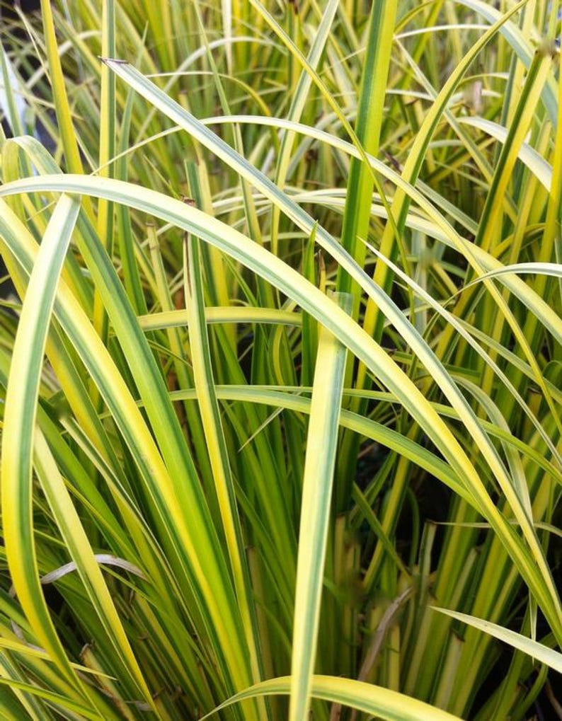 Ogon Sweet Flag Starter Clump - Acorus gramineus 'Ogon' - Evergreen Grass for Wet Soils & Ponds