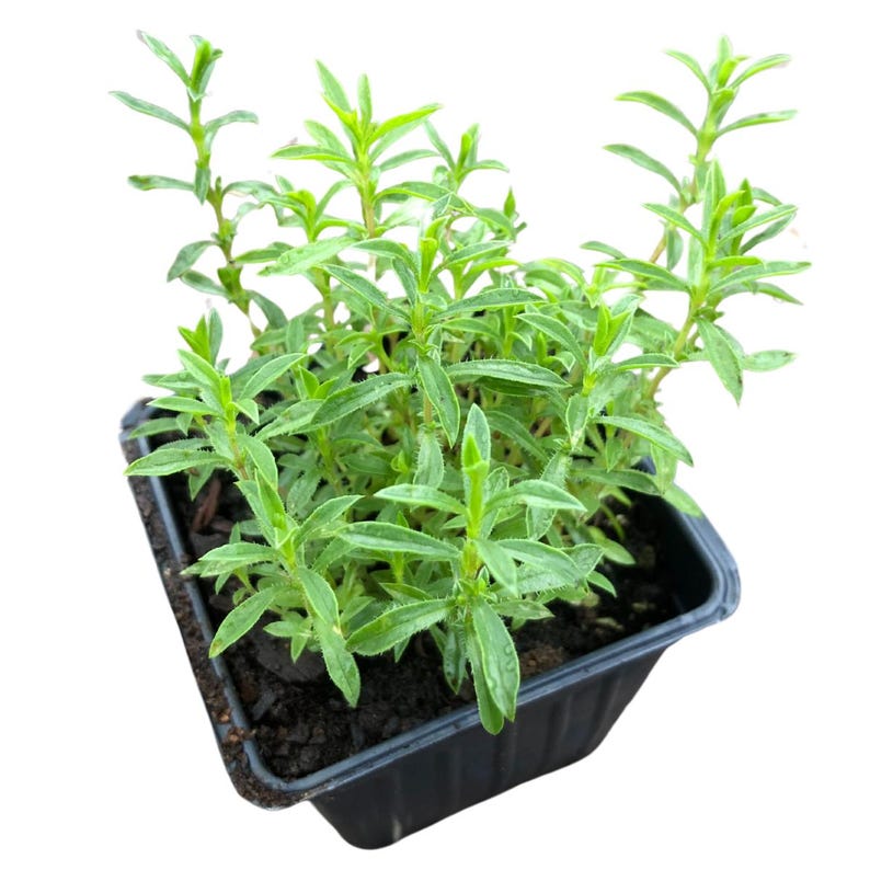 Organic Winter Savory Plant - 2.5-inch Pot - Perennial Herb Satureja montana