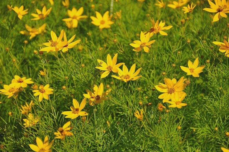 Bareroot Coreopsis verticillata - Threadleaf Coreopsis Perennial with Bright Yellow Flowers for Full Sun and Drought Tolerance