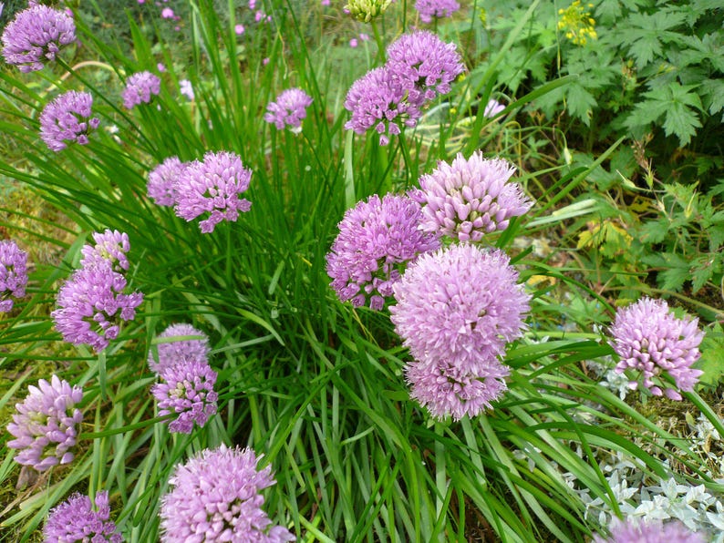 Allium senescens montanum Bare Root Clump - Mountain Onion Perennial Bulb for Garden, Rock Gardens, Borders