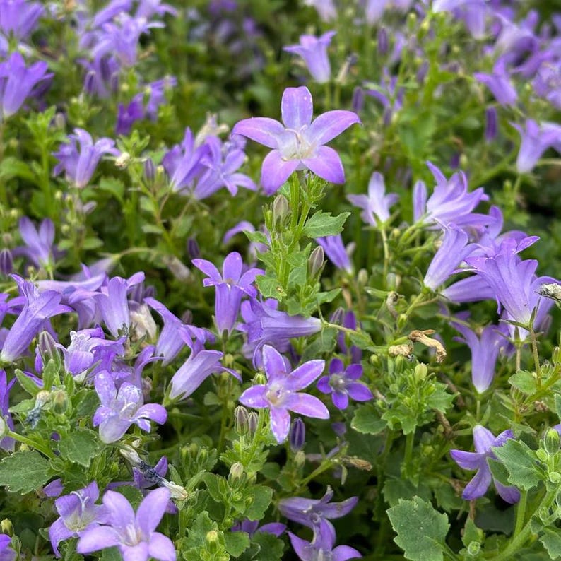 Wall Bellflower Live Plant 3.5" Pot - Dalmatian Bellflower (Campanula portenschlagiana) - Hardy Perennial for Full Sun Zones 4-8